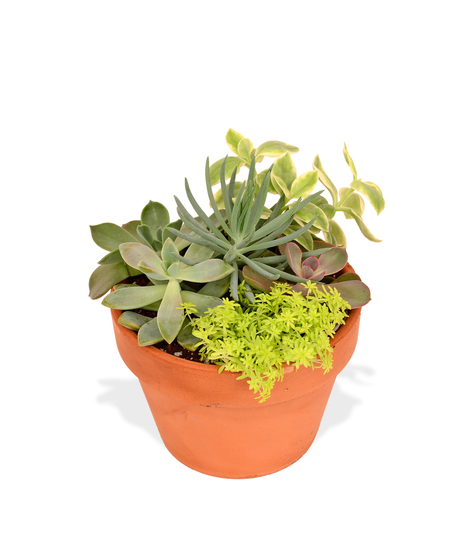 Succulents arranged in a clay pot delivered in BAton Rouge