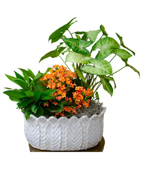 Assorted Fall Green & Blooming Plants European Garden in a ceramic container delivered Baton Rouge LA