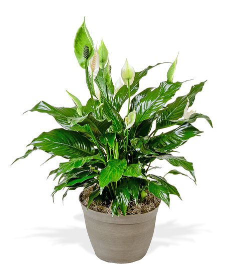 Spathiphyllum Peace Lily Plant Delivery Baton Rouge
