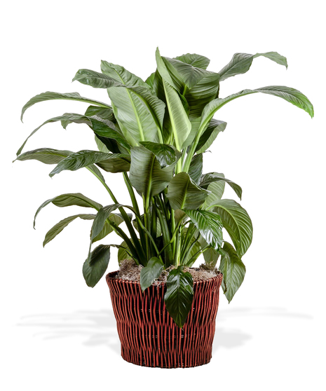 Spathiphyllum Peace Lily Plant Delivery Baton Rouge