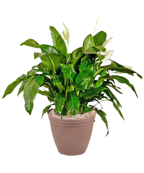 Spathiphyllum Plant - Standard Container