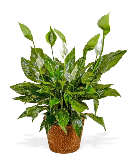 Spathiphyllum Peace Lily Plant Delivery Baton Rouge