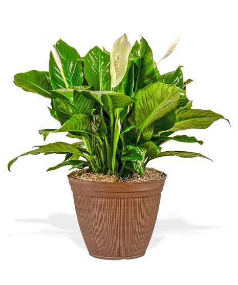 Spathiphyllum Peace Lily Plant Delivery Baton Rouge