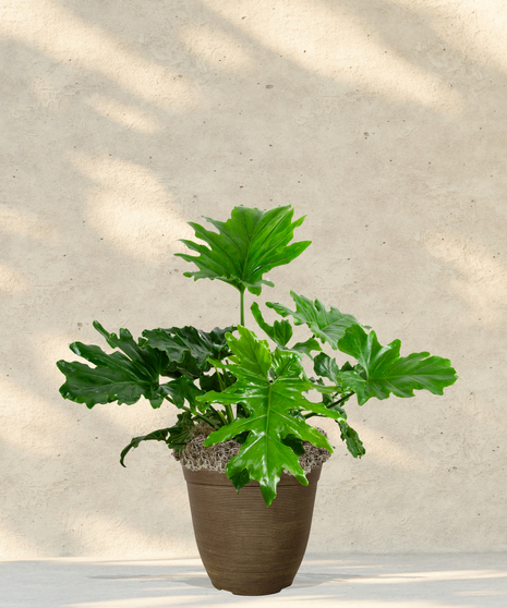 Split Leaf Philodendron