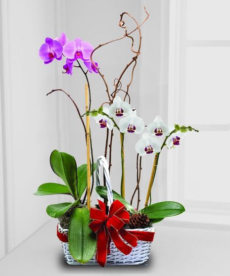 holiday blooming orchid plant delivered baton rouge la