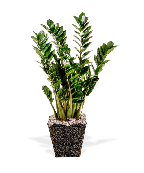 ZZ Plant