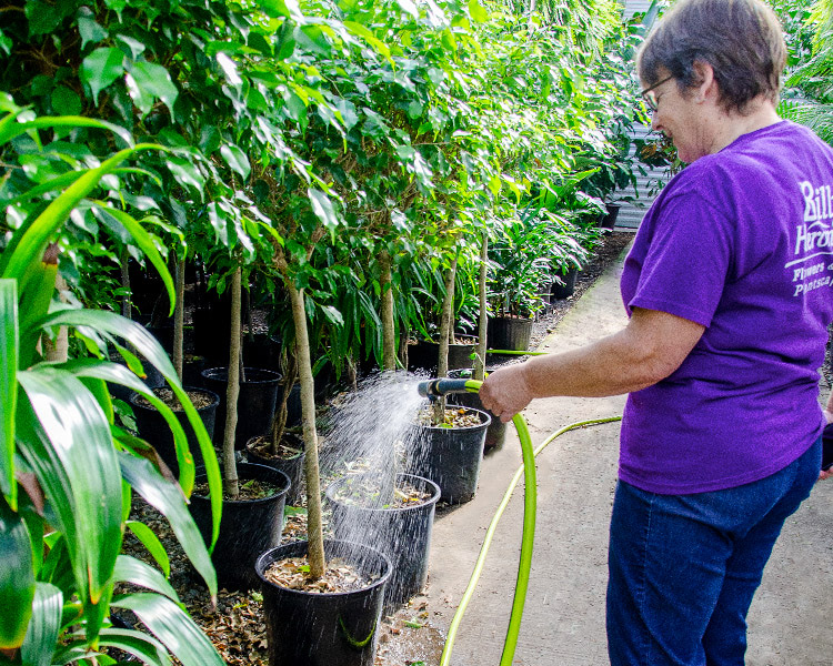 A longtime employee waters plants in the greenhouse